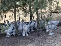 براهما — الصورة 1