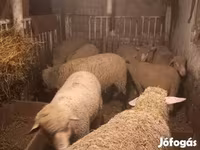 Juh, Juhok — 6. fotó