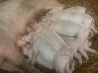 Sow, Pigs — photo 2