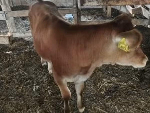 Bika, Limousin tehén