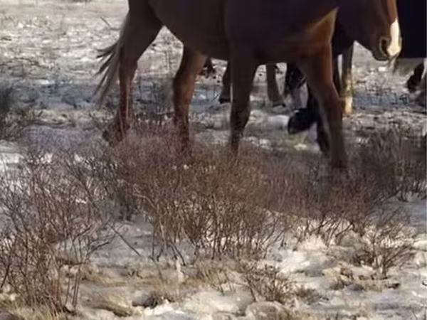 Yegua, Horse breed