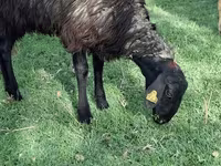绵羊（批次，未指定性别）, Sheep — 照片 4