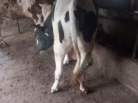 Bika, Russian Black pied cattle — 1. fotó