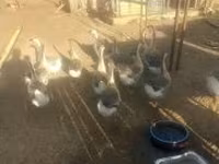 Geese — الصورة 3