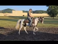 فرس, Pinto horses — الصورة 3