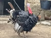 Jersey buff — 2. fotó