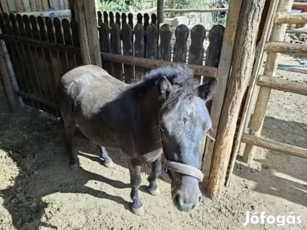 Horse (M), Horses — Hungary