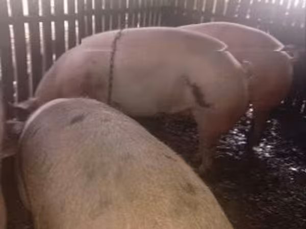 母猪, Pigs — 匈牙利