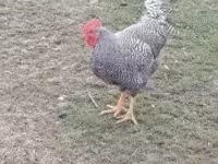 Chickens — foto 1