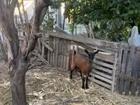 Nőstény kecske, Alpine goat — 1. fotó