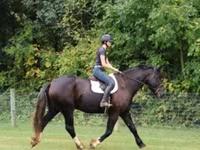 Hing, Percheron — 7. fotó