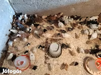 Chickens — الصورة 3