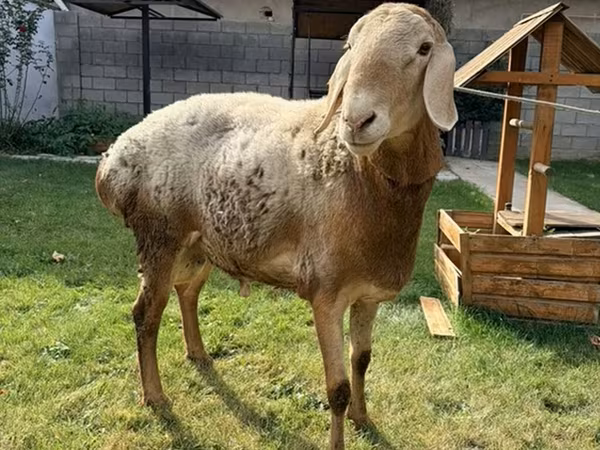 Baran, Arashan sheep