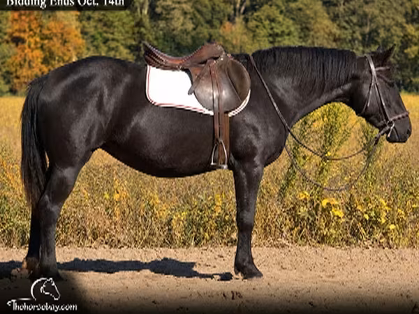 घोड़ी, Percheron