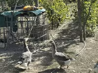 Geese — photo 6