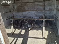 Guinea fowl — Foto 7