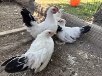 Chickens — zdjęcie 2