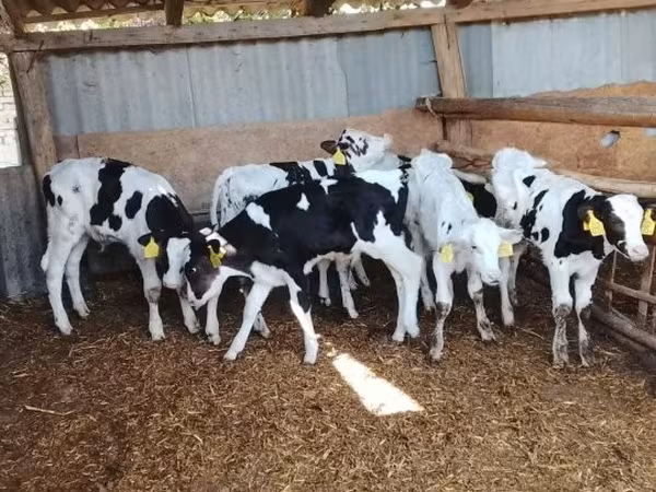 Toro, Russian Black pied cattle — Hungría