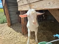 公山羊, Goats — 照片 1