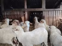 母羊, Ile-de-France sheep — 照片 4