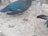 Domestic Muscovy — photo 1