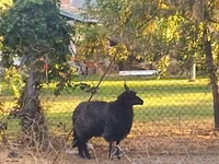 Sheep, Racka sheep — photo 1