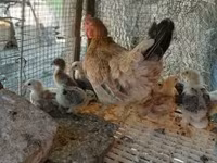 Chickens — foto 3