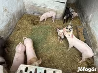 नर सूअर, Дюрок — फ़ोटो 4