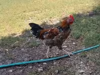 Chickens — الصورة 1
