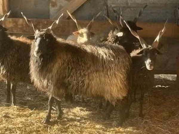 Juh, Racka sheep