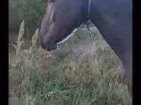 Stute, Nonius horse — Foto 1
