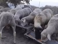 Kos, Ile-de-France sheep — 6. fotó