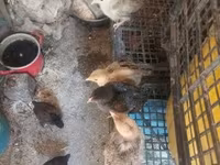 Chickens — foto 3