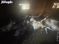 母羊, Cameroon sheep — 照片 1