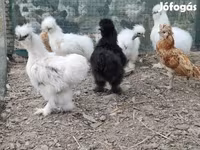 Датская несушка — фото 5