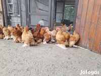 بيكين بانتام — الصورة 6
