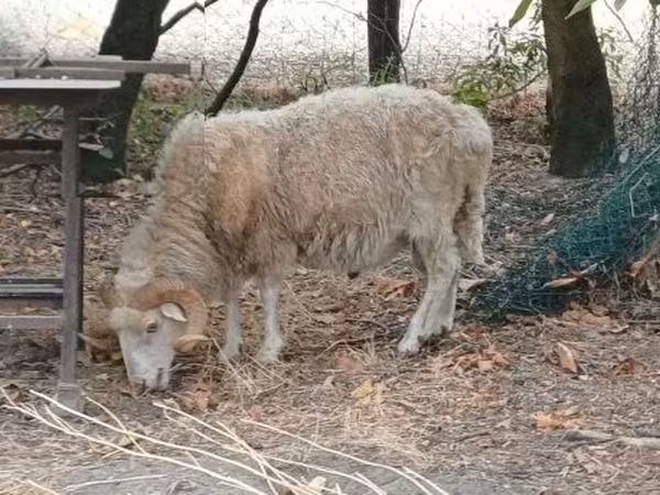 Beran, Racka sheep — Maďarsko