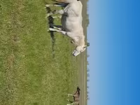 Бие, Kazakh horse — 5-сурет