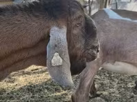 Nőstény kecske, Nubian Goat — 5. fotó