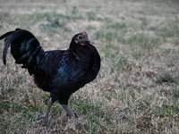 Australorp — photo 5