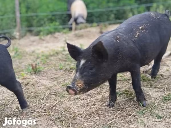 Sow, Pigs
