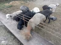Bélier, Moutons — photo 1