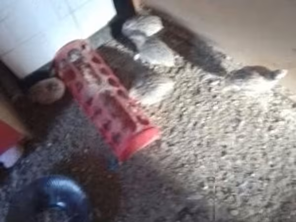 Quails