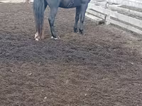 Cavalo, Cavalos — foto 3
