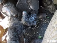 Chickens — Foto 4