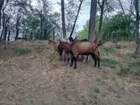Козёл, Альпийская коза — фото 1