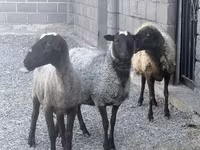 Ovce, Romanov sheep — foto 1