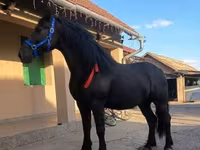 母马, Friesian — 照片 3