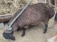 Schaf, Saryarka sheep — Foto 1