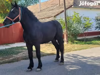 Caballo, Caballos — foto 3